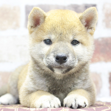 animal_image