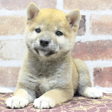 animal_image
