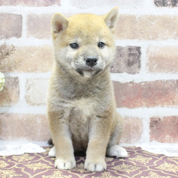 animal_image
