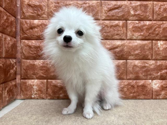 animal_image