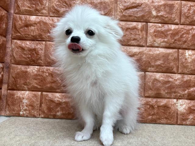 animal_image