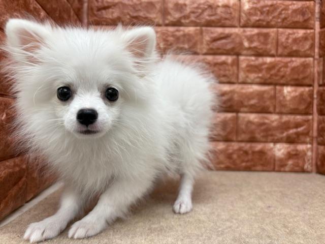 animal_image