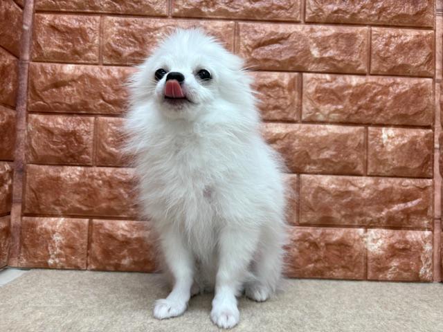 animal_image