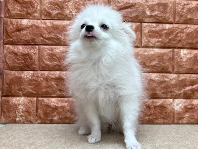 animal_image