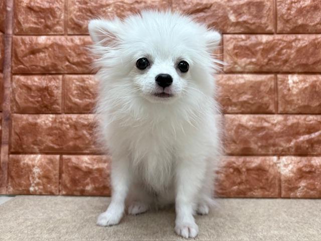 animal_image