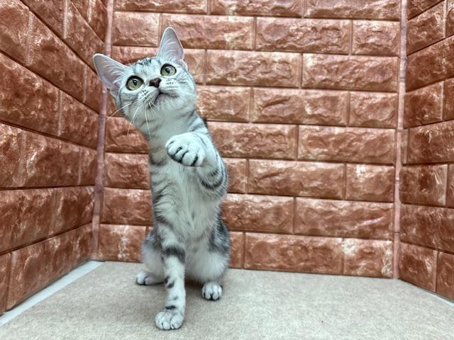 animal_image