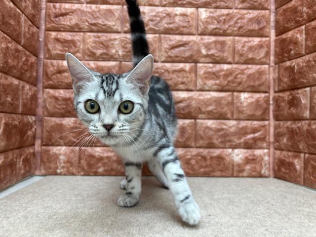 animal_image