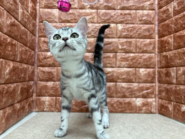animal_image