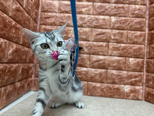 animal_image