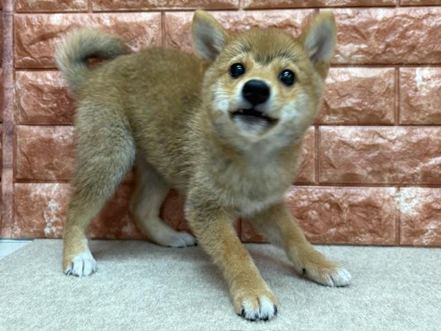 animal_image