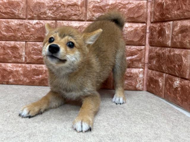 animal_image