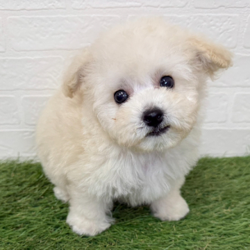 animal_image