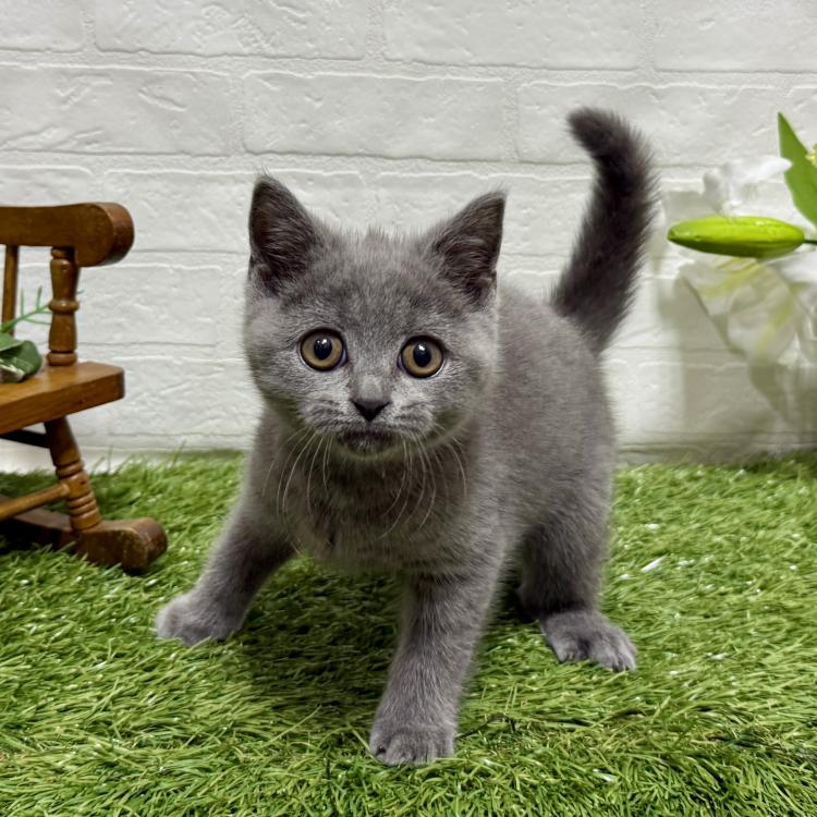 animal_image