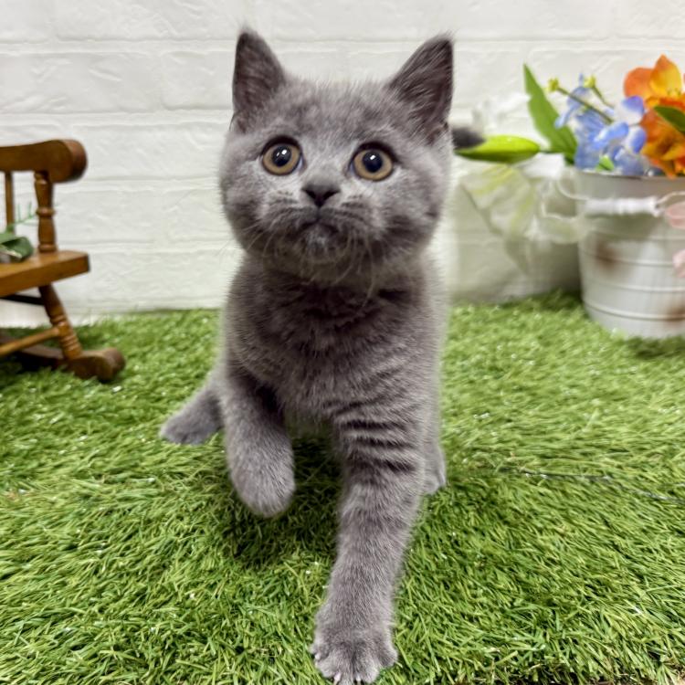 animal_image