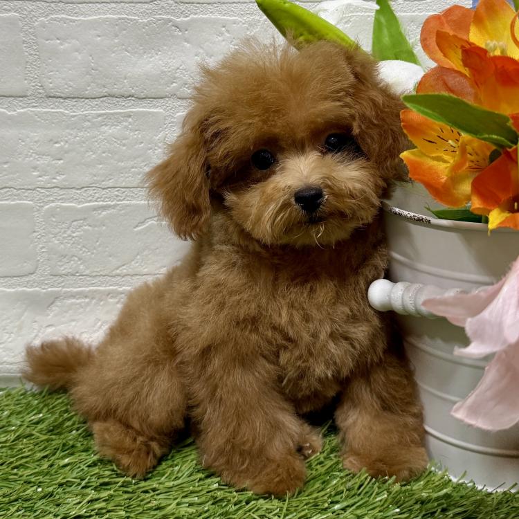 animal_image