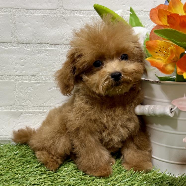 animal_image