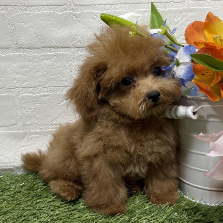 animal_image
