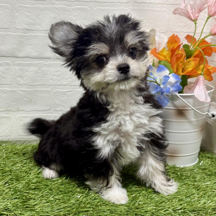 animal_image
