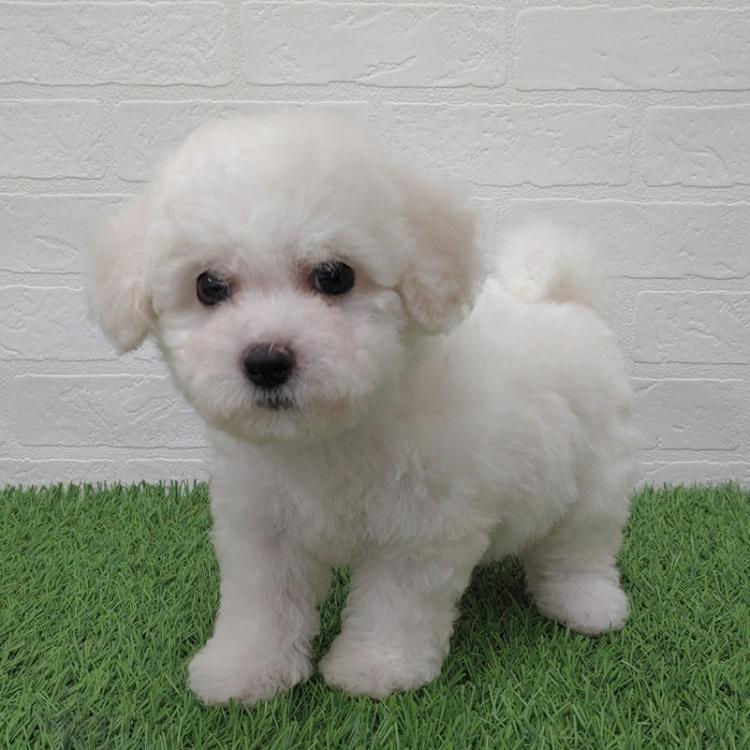 animal_image