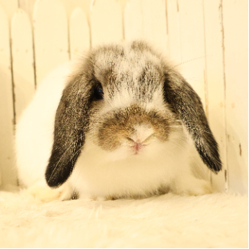 animal_image