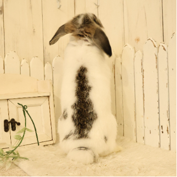 animal_image