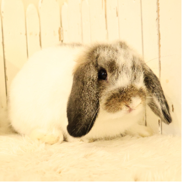 animal_image