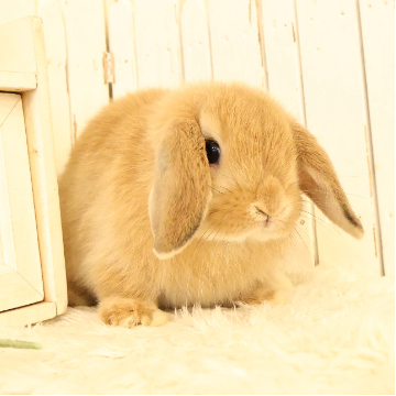 animal_image
