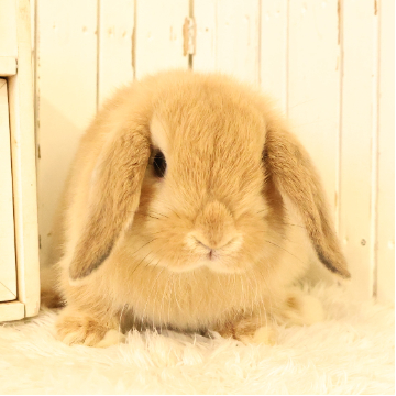 animal_image