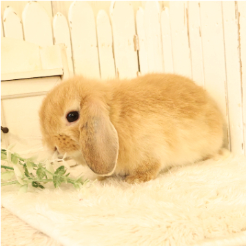 animal_image