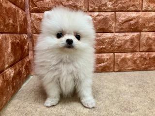 animal_image