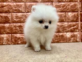 animal_image