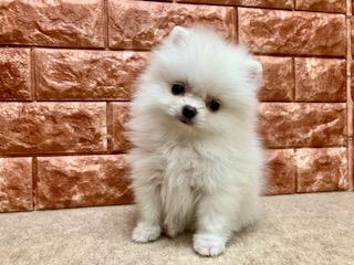 animal_image