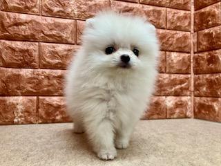 animal_image