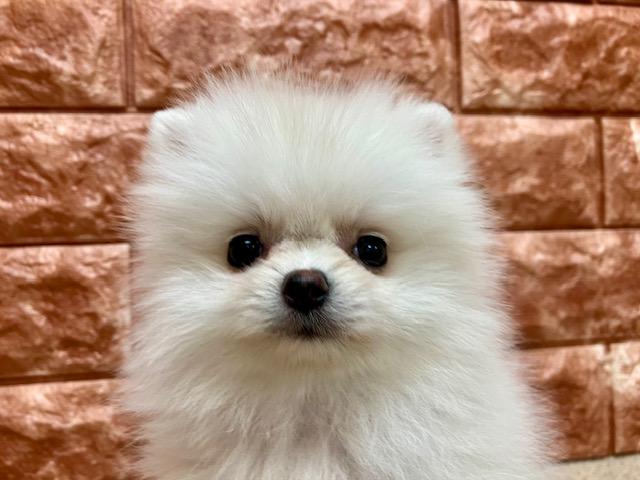 animal_image