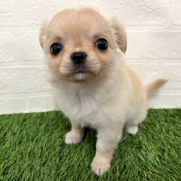 animal_image