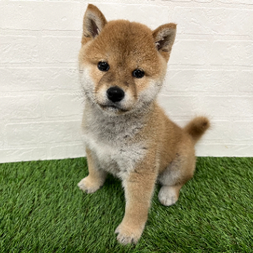 animal_image