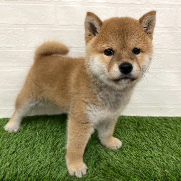 animal_image