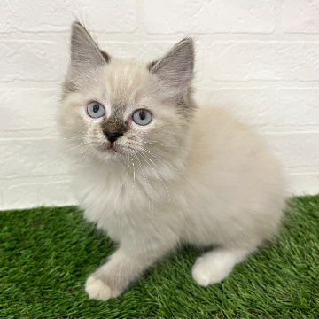 animal_image