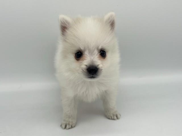 animal_image