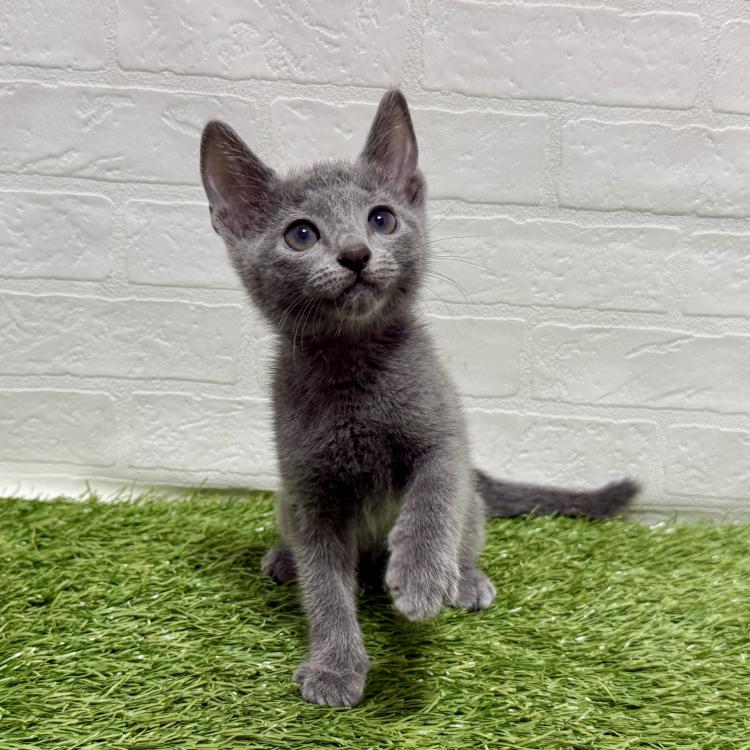 animal_image