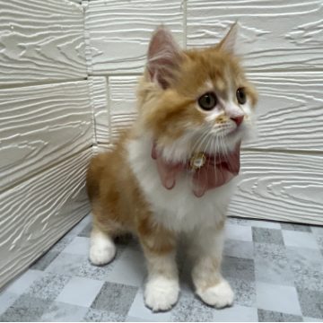 animal_image