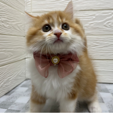 animal_image
