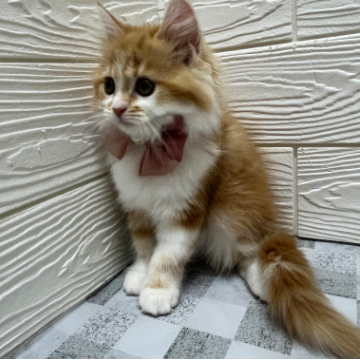 animal_image