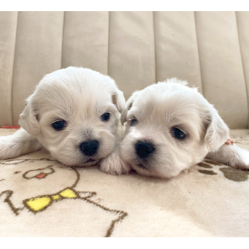 animal_image