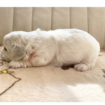 animal_image