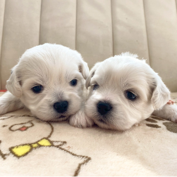 animal_image
