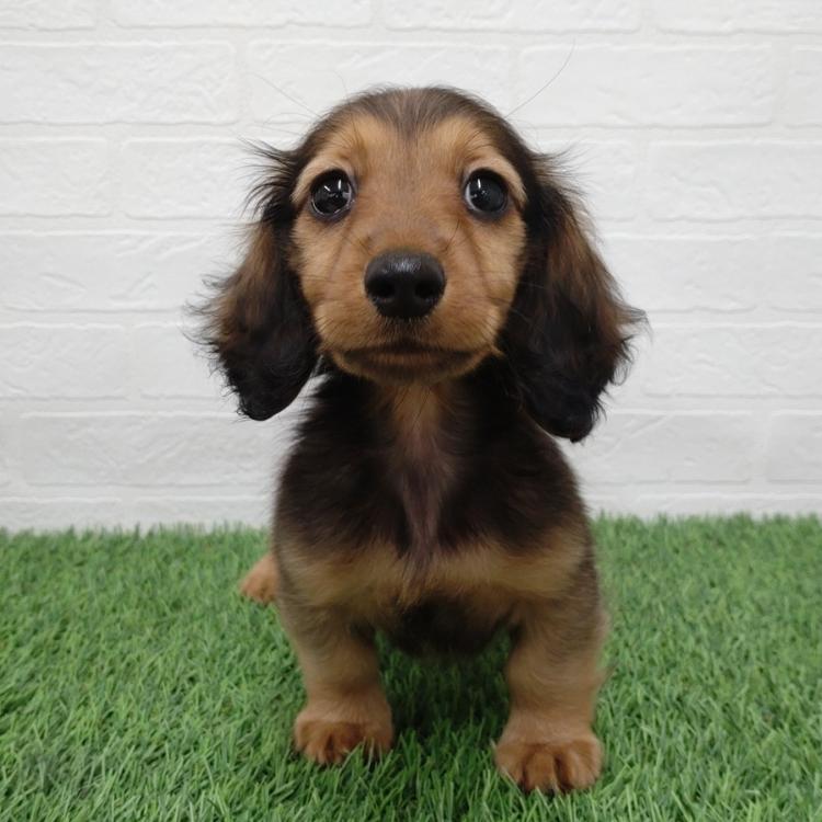 animal_image