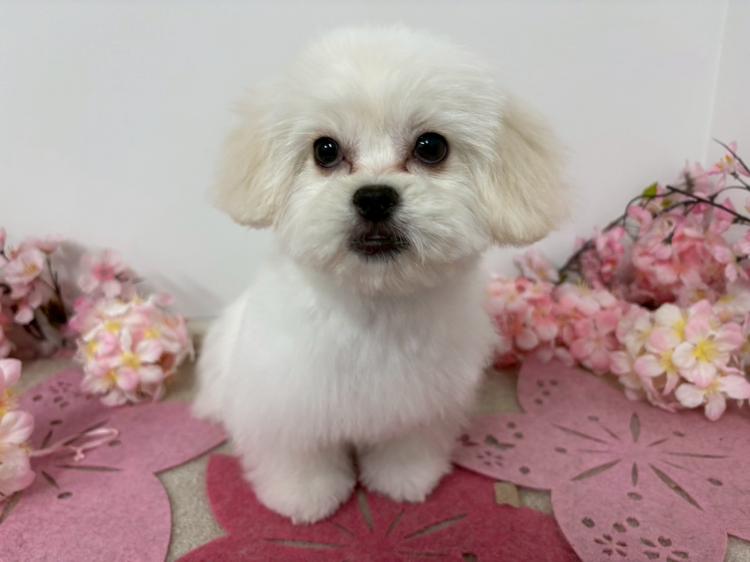 animal_image