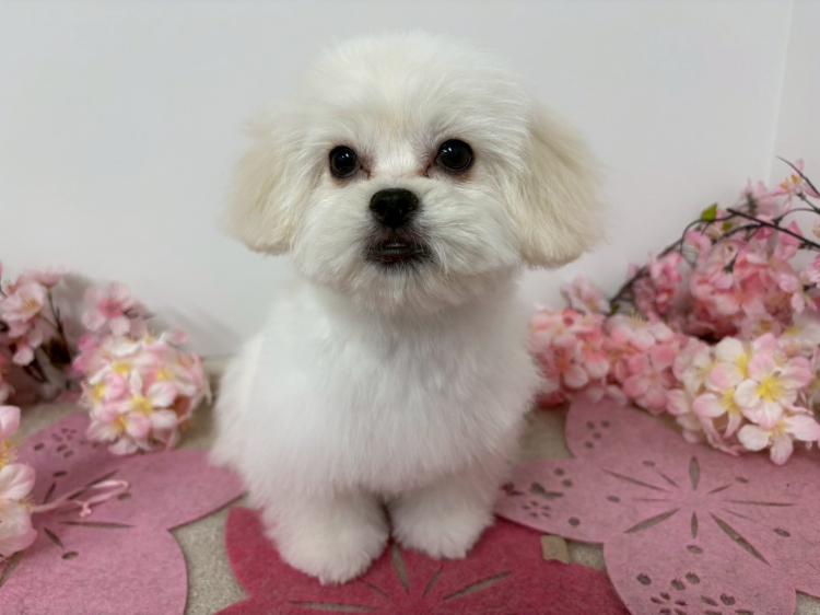 animal_image
