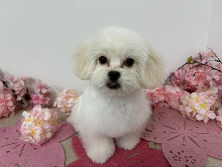 animal_image